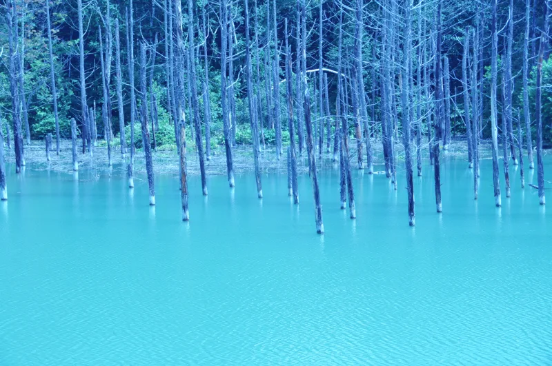 Bright blue water and pale tree trunks of the Shirogane Blue Pond