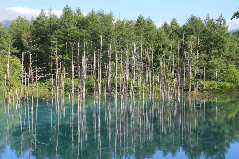 Standing dead trees reflected in the still water of the Blue Pond, with green forest behind