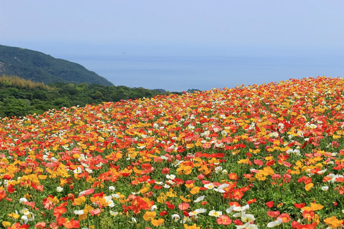 Hillside of red, orange and white poppies at Awaji Hanasajiki with the sea beyond