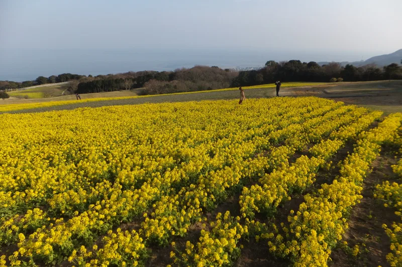 Rows of yellow rapeseed flowers on the hilltop at Awaji Hanasajiki