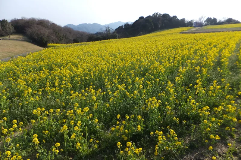 Wide yellow rapeseed field on a gentle slope under a blue sky at Awaji Hanasajiki