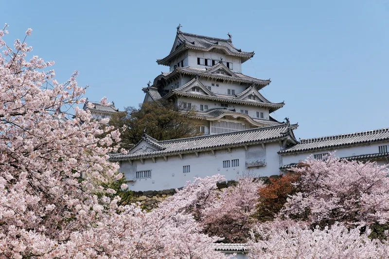Himeji Castle's main keep rising above cherry blossoms in spring