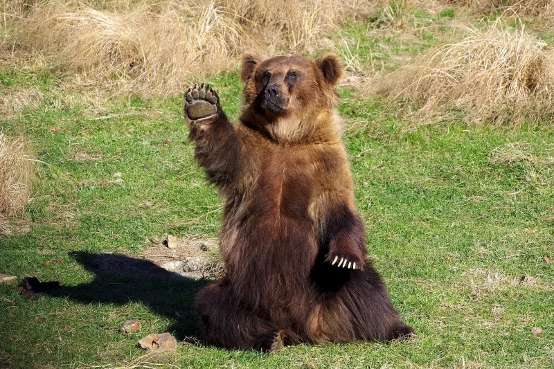 A brown bear sitting up and raising a paw at Himeji Central Park