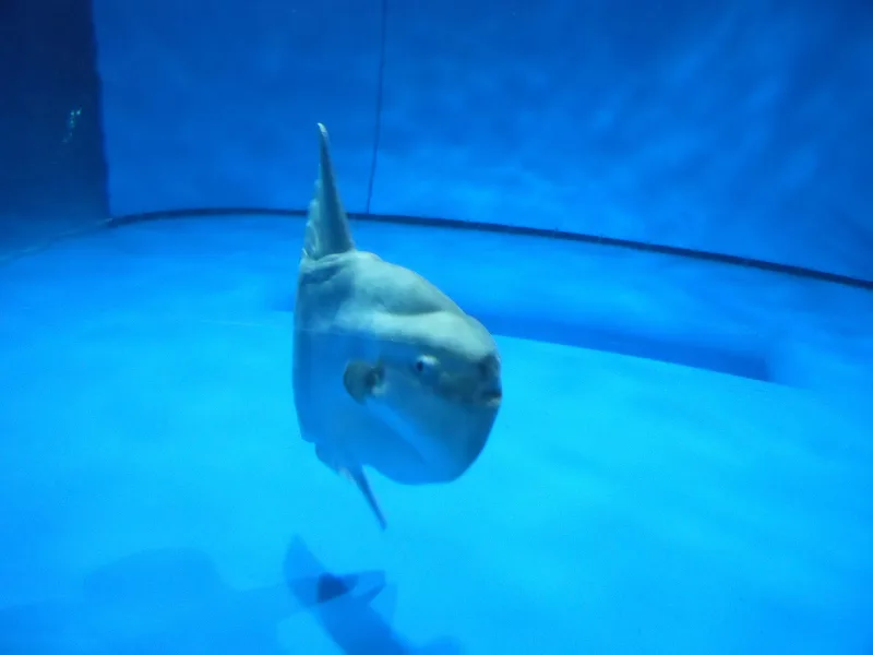An ocean sunfish swimming in a bright blue tank at Aqua World Oarai