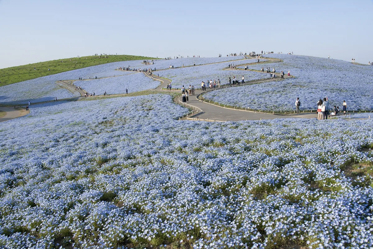 Miharashi Hill covered in blue nemophila flowers under a clear spring sky