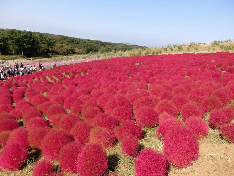 Rows of round red kochia bushes on Miharashi Hill in autumn
