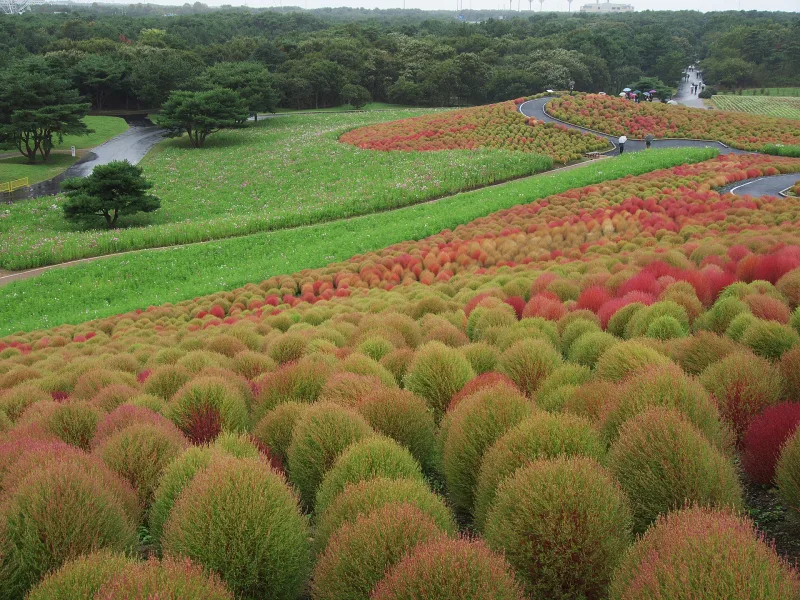 Kochia bushes turning from green to red on the slopes of Hitachi Seaside Park