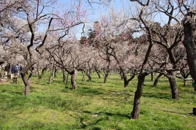 Old plum trees in blossom on the lawn of Kairakuen Garden during the Mito Plum Festival