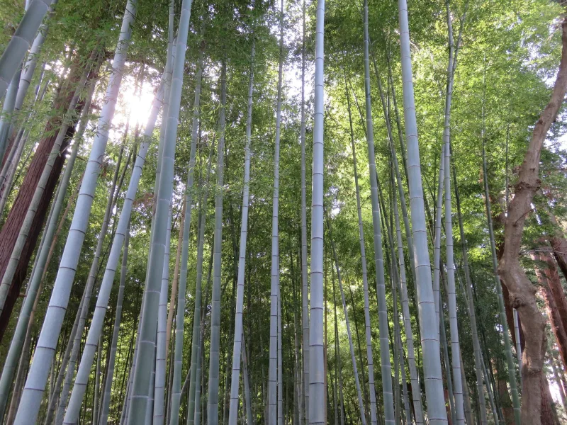Tall moso bamboo grove near the main gate of Kairakuen Garden