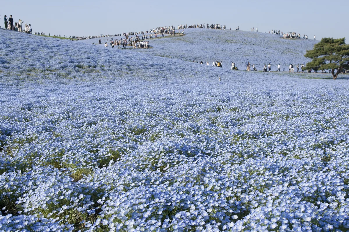 Rolling slopes of Miharashi Hill carpeted in pale blue nemophila flowers in spring