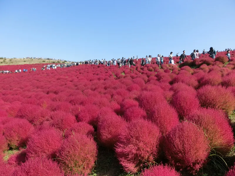 Rows of round crimson kochia bushes covering Miharashi Hill in autumn