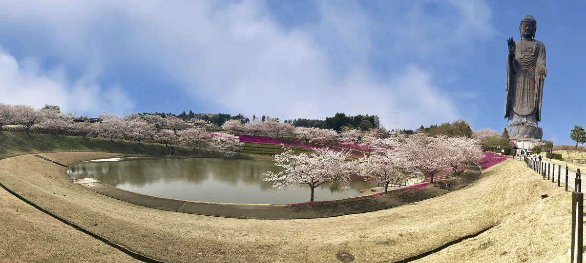The towering Ushiku Daibutsu standing above cherry trees and a pond in spring