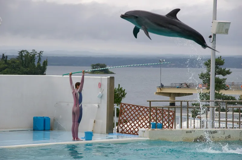A bottlenose dolphin leaping during a show at Notojima Aquarium, with the bay behind