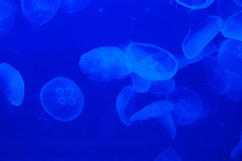 Moon jellyfish glowing in a blue tank at Notojima Aquarium