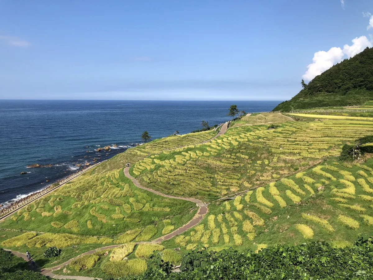 Shiroyone Senmaida rice terraces turning gold on a slope above the blue Sea of Japan