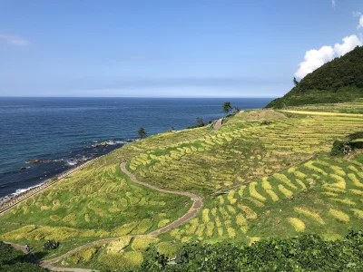 Shiroyone Senmaida rice terraces turning gold on a slope above the blue Sea of Japan