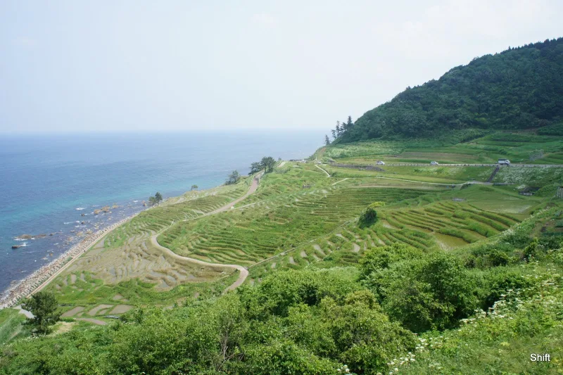 Green rice terraces stepping down a coastal hillside to the sea at Shiroyone Senmaida