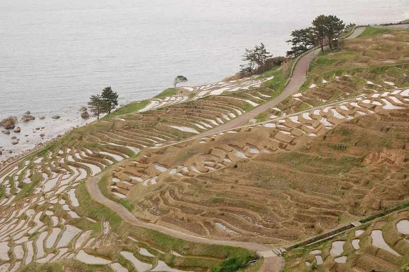 Flooded terraced paddies curving down to the shore of the Sea of Japan in Wajima