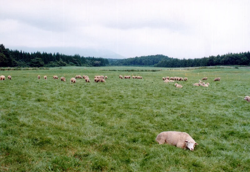 Flock of sheep grazing on a large pasture at Koiwai Farm