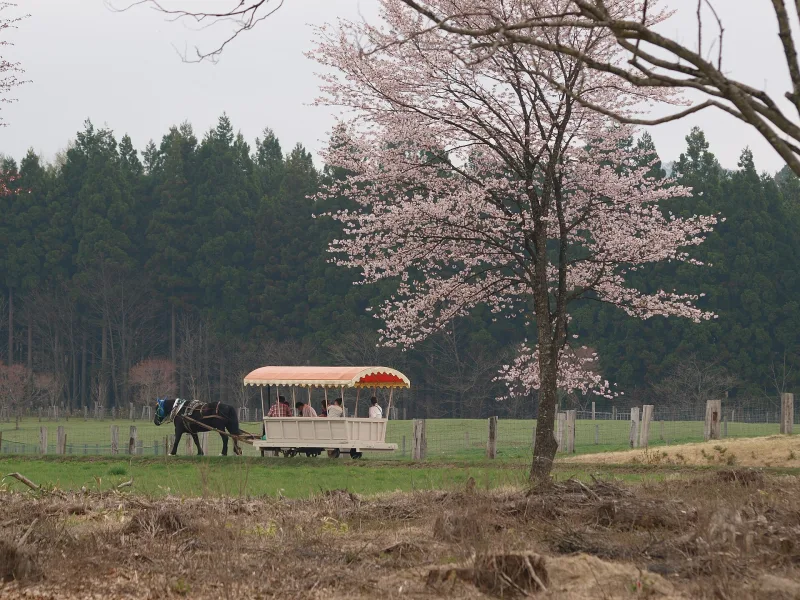 Horse-drawn carriage passing a blossoming cherry tree on the grounds of Koiwai Farm