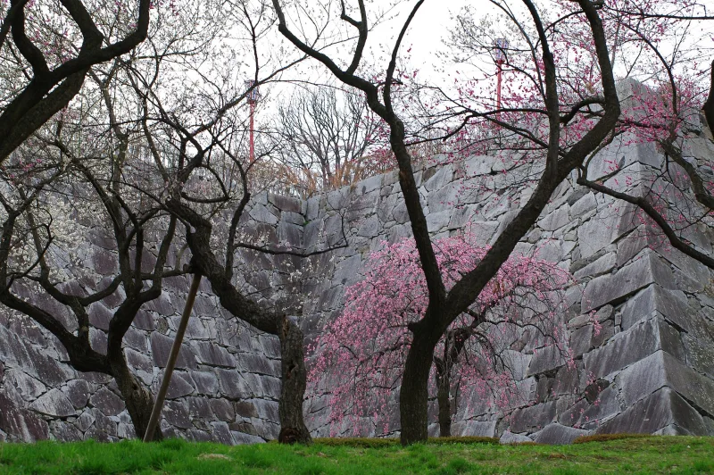 Pink plum blossoms in front of the granite stone walls of Morioka Castle site