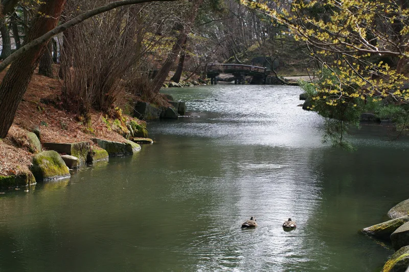 Pond with ducks surrounded by trees in Iwate Park, the former Morioka Castle grounds