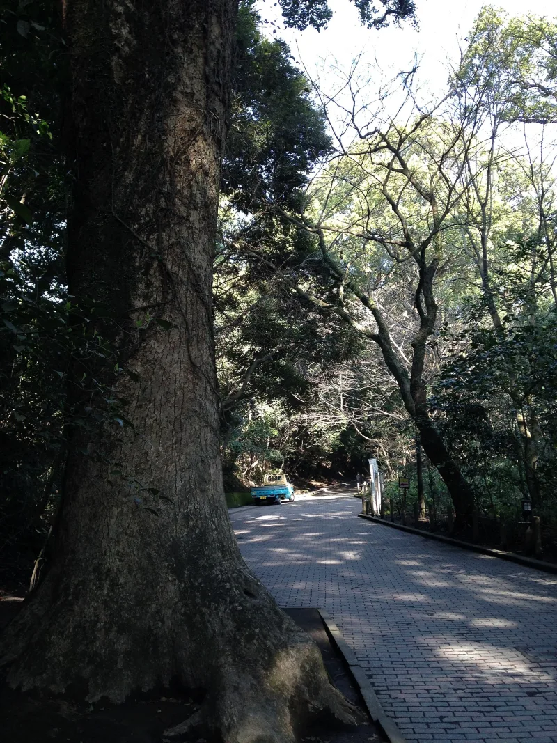 Paved walking path under large trees on Shiroyama in Kagoshima