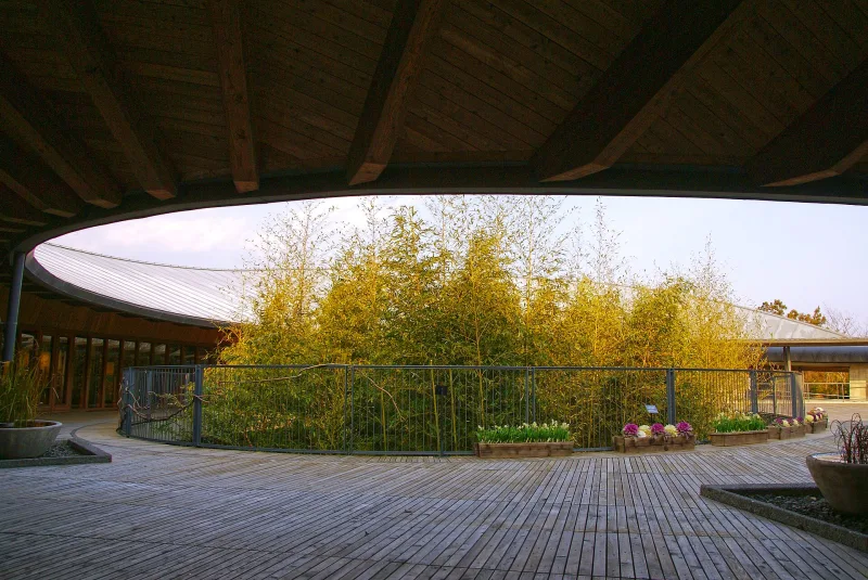 Curved timber roof of the Makino Memorial Museum framing a bamboo courtyard
