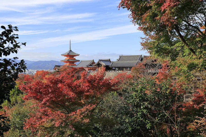 Kiyomizu-dera's pagoda and halls seen over bright red autumn leaves