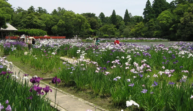 Purple and white Japanese irises blooming by Magatama Pond at the Geku shrine