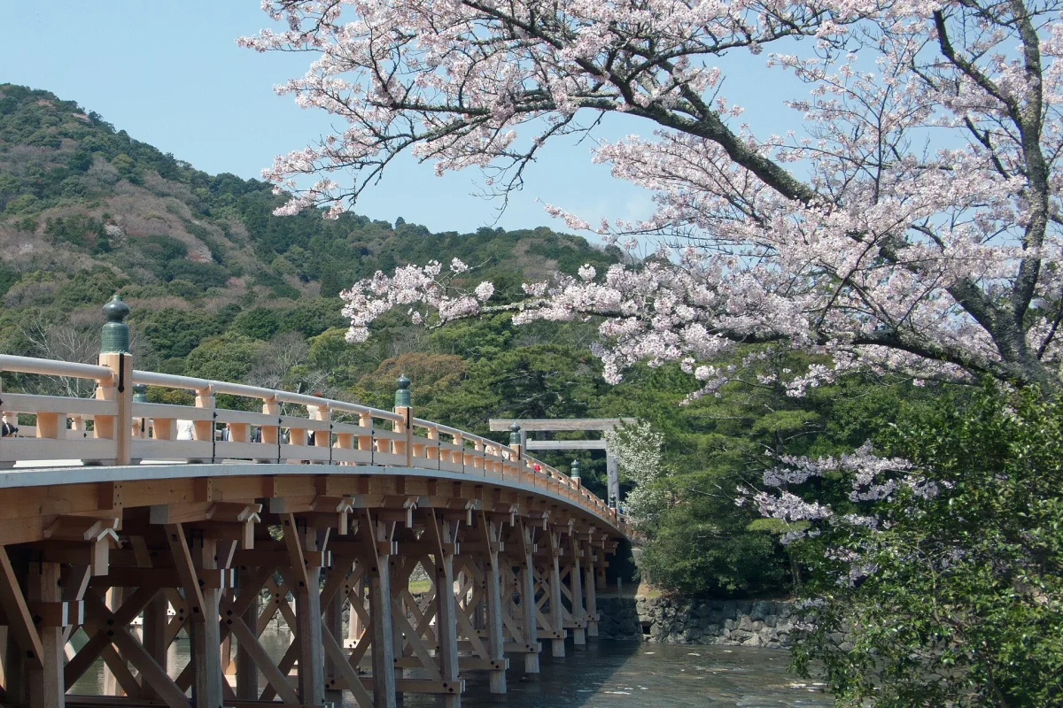 The wooden Uji Bridge leading to Ise Jingu's Inner Shrine, with cherry blossoms and forested hills