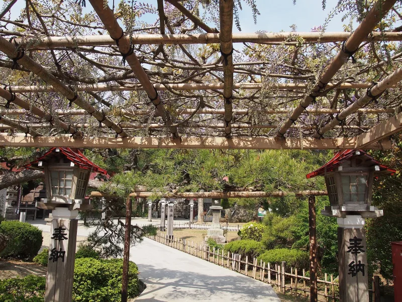 Wooden trellis of the 300-year-old Kuryu wisteria over the path at Kanahebisui Shrine