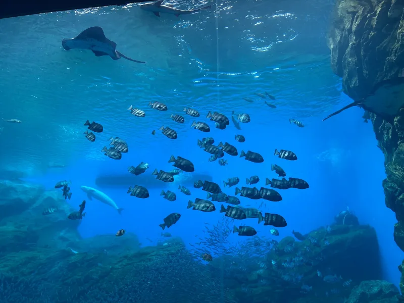 Large tank at Sendai Umino-Mori Aquarium with a school of striped fish and a ray