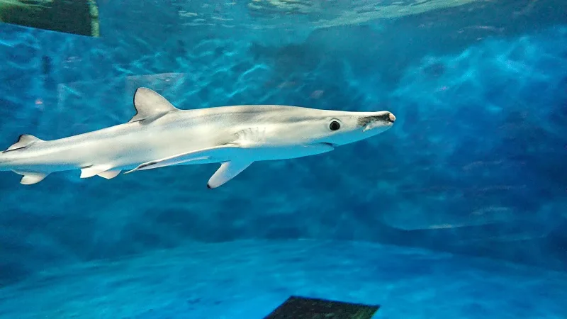 Blue shark swimming in a bright blue tank at Sendai Umino-Mori Aquarium