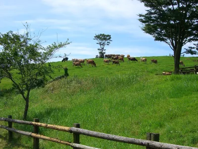 Cows grazing on a green hillside pasture at Takachiho Farm