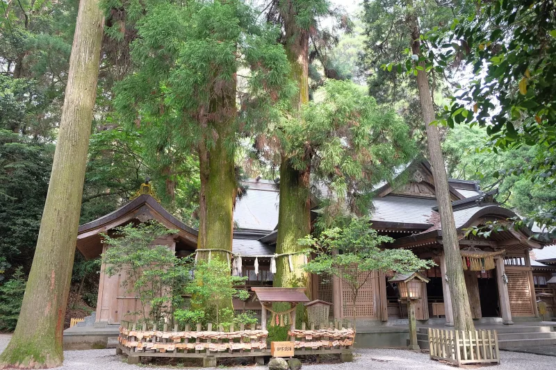 The Meoto-sugi, twin cedar trees joined at the base, in the grounds of Takachiho Shrine