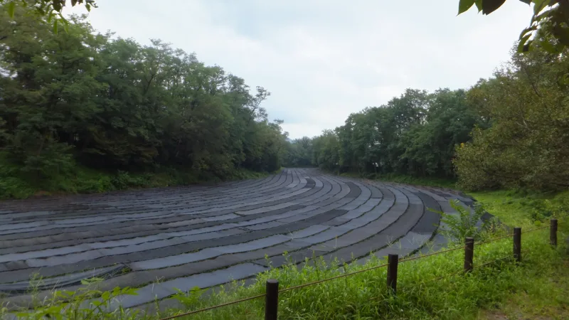 Rows of wasabi beds covered with black shade cloth in summer, surrounded by trees