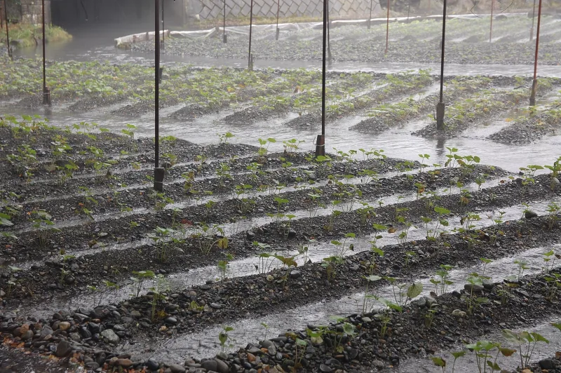 Young wasabi plants growing in gravel beds with shallow flowing water