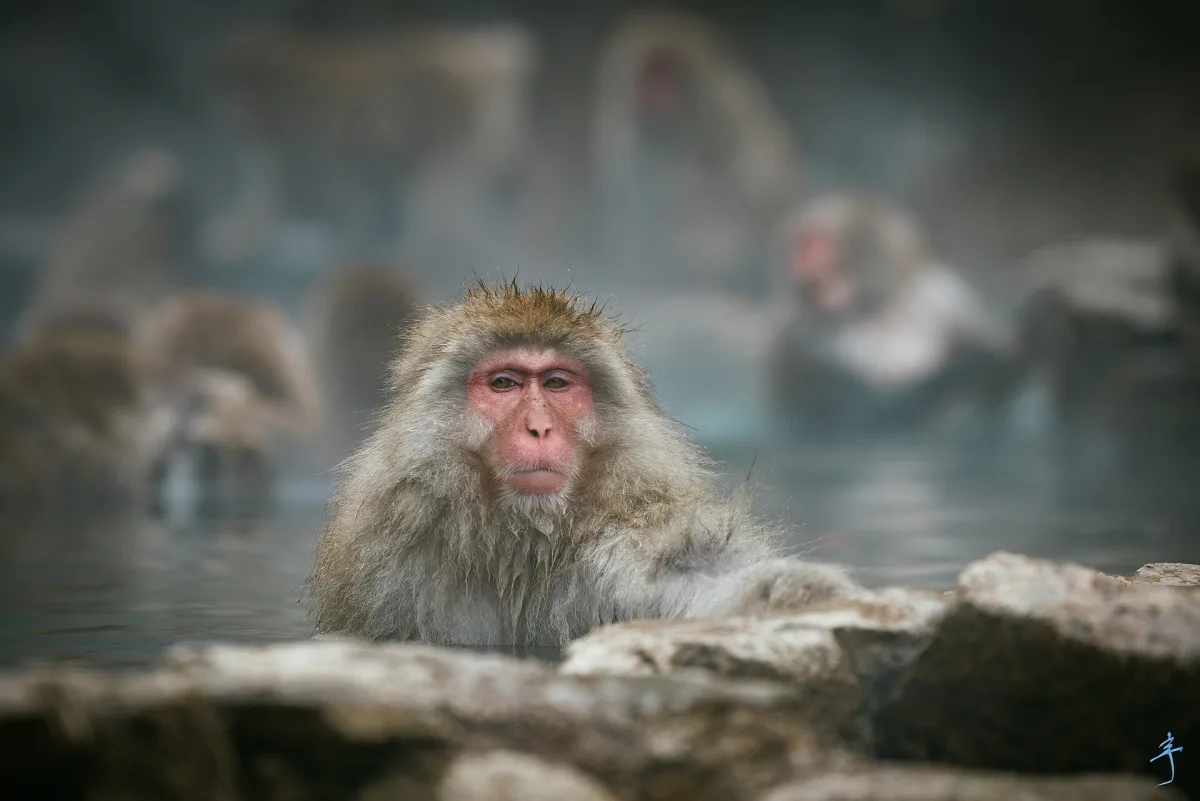 A Japanese macaque sitting in a steaming hot spring pool at Jigokudani Monkey Park