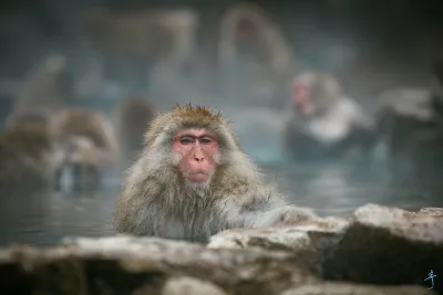 A Japanese macaque sitting in a steaming hot spring pool at Jigokudani Monkey Park