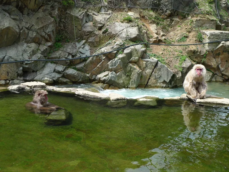 Japanese macaques in and beside the green hot spring pool among rocks at Jigokudani