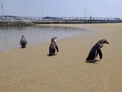 Three penguins walking on the sandy beach by the sea at Nagasaki Penguin Aquarium
