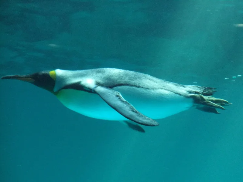 A king penguin gliding underwater in the large pool at Nagasaki Penguin Aquarium
