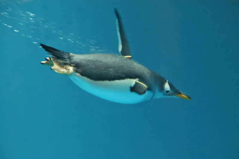 A gentoo penguin swimming underwater at Nagasaki Penguin Aquarium
