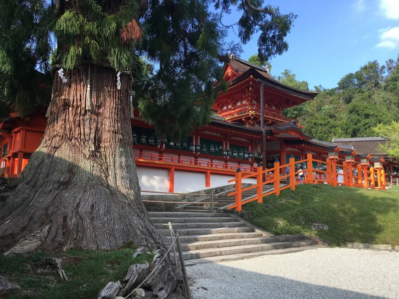 Vermilion shrine buildings of Kasuga Taisha beside a giant old tree