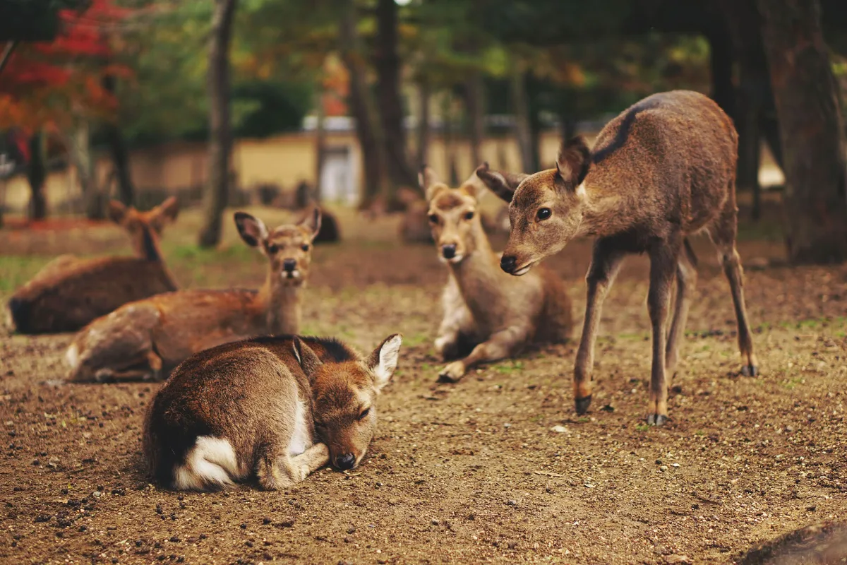 Several deer resting and standing on the ground among trees in Nara Park