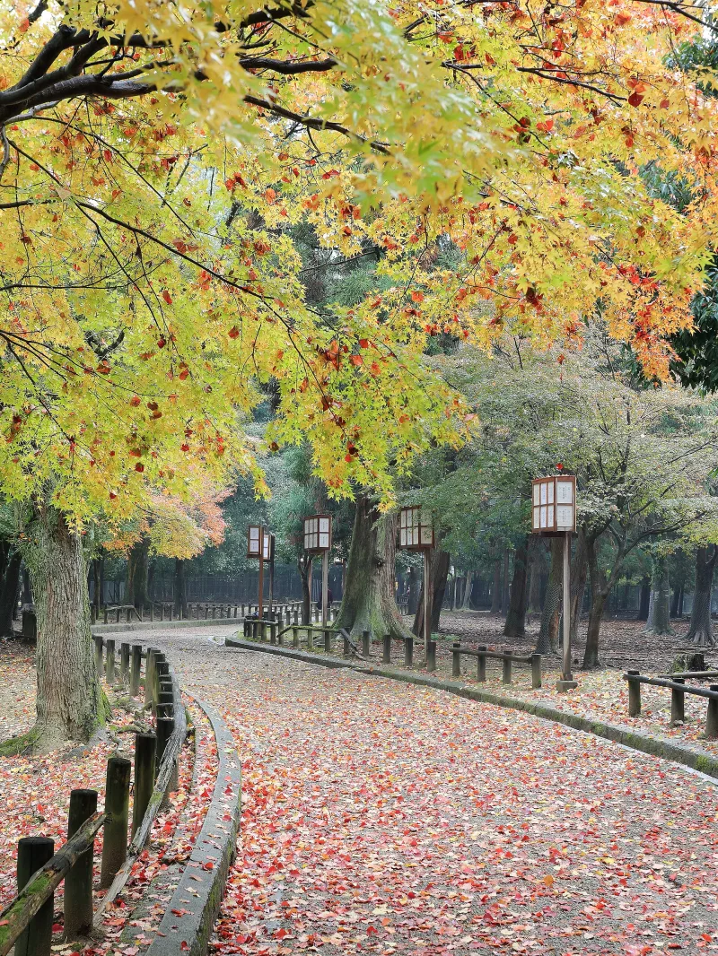 Path covered in red autumn leaves under yellow maple trees in Nara Park