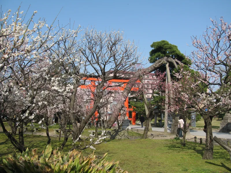 Plum trees in bloom in Hakusan Park, with a red torii gate behind