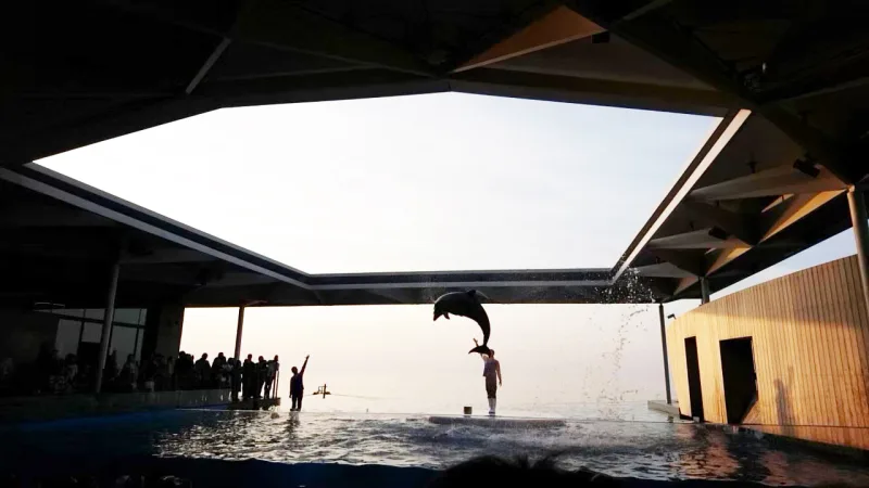 A dolphin leaping at the Umigatari dolphin stadium with the Sea of Japan in the background