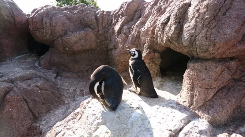 Two Magellanic penguins standing on rocks in the penguin area at Umigatari aquarium